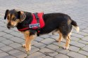 Szelki dla psa mocne M 65-80cm Senior Pet Dog