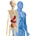 Ciało Ludzkie Anatomia Clementoni